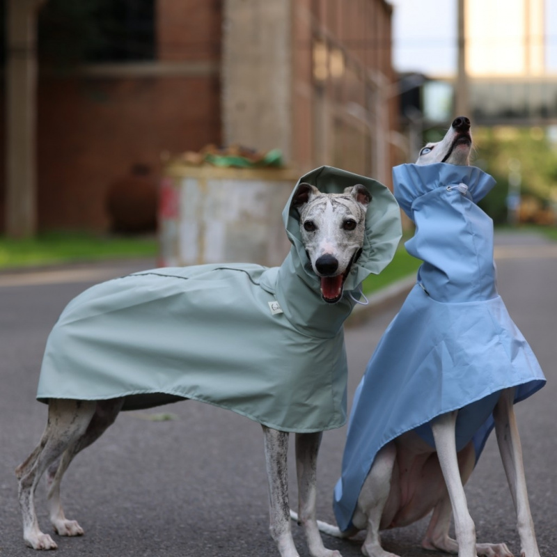 Dog Raincoat - معطف مطر بلون موحد للكلاب الإيطالية
