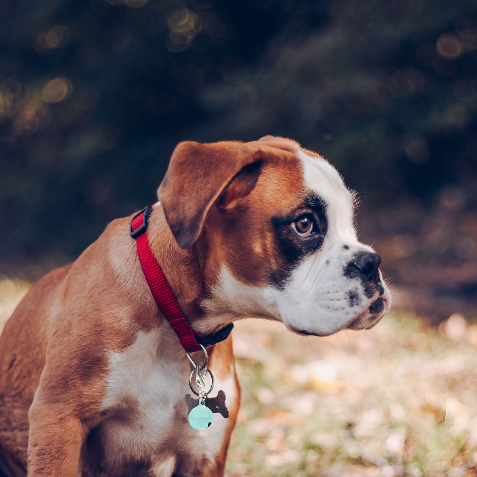 10 قطع من أجراس طوق الحيوانات  - مراجعة Pet Supplies Locations وسعره