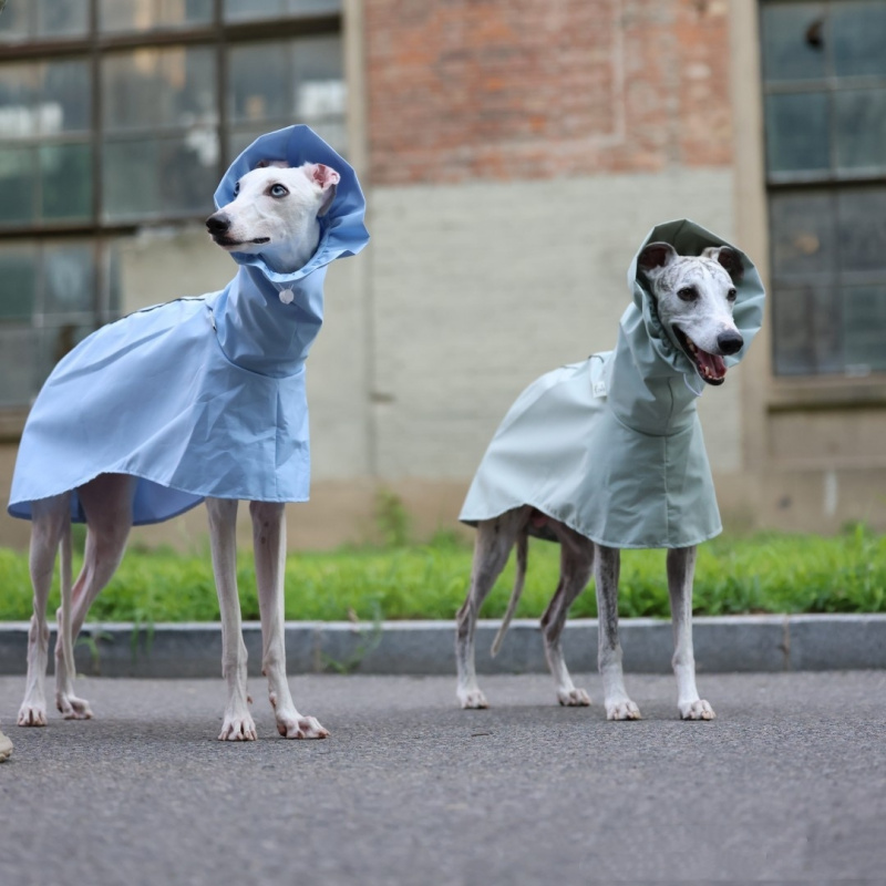 معطف مطر بلون موحد للكلاب الإي - مراجعة Dog Raincoat وسعره