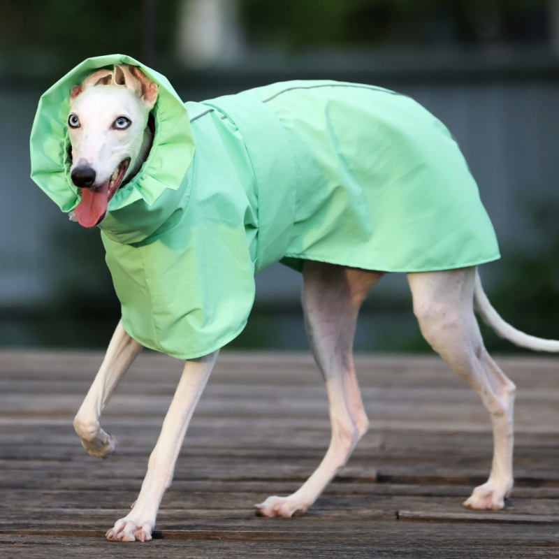 معطف مطر بلون موحد للكلاب الإي - مراجعة Dog Raincoat وسعره