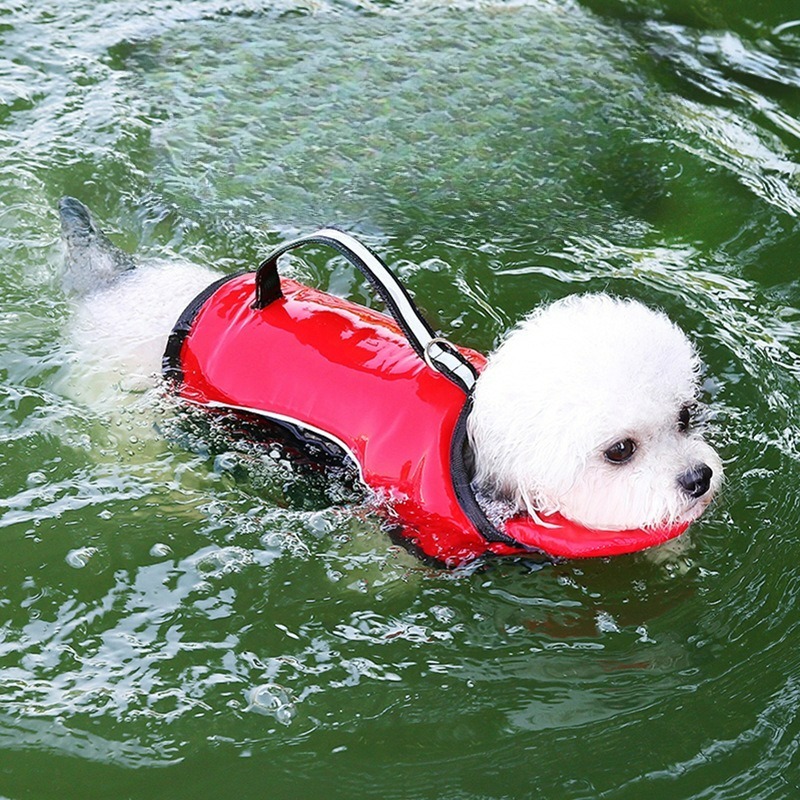 بدلة سباحة للكلاب، ملابس صيفية - مراجعة Dog Life Jacket وسعره